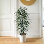 Voir la diapositive 4 : PLANT IN A BOX Ficus pleureur - Ficus binnendijkii - Hauteur 100-110cm - ⌀21cm