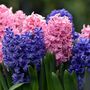 Voir la diapositive 3 : PLANT IN A BOX Jacinthe - Set de 10 - Hyacinthus - Bulbes à fleurs