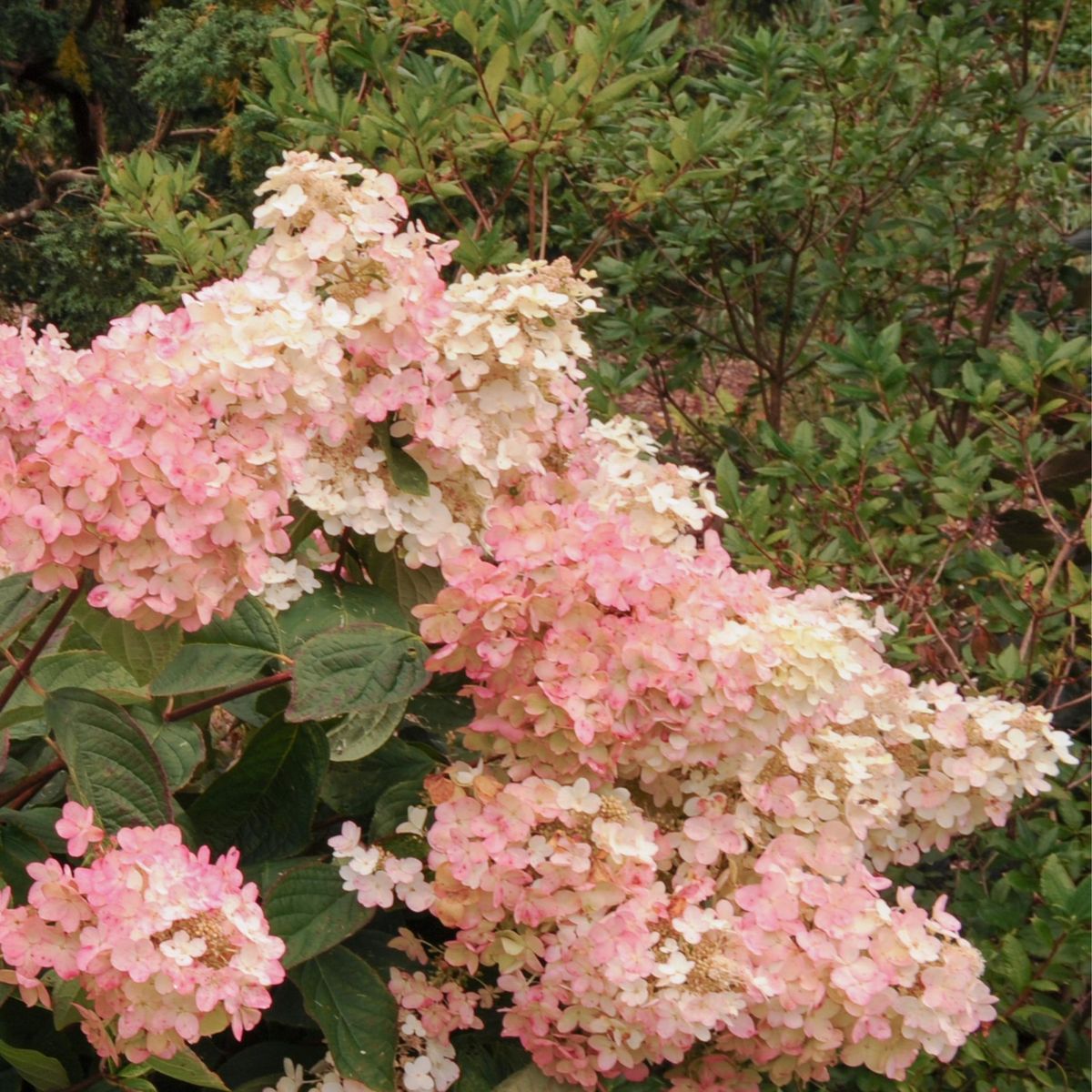 PLANT IN A BOX Hortensia - Set de 3 - Hydrangea paniculata 'Pink Lady' - Hauteur 25-40cm - ⌀9cm