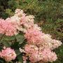 Voir la diapositive 4 : PLANT IN A BOX Hortensia - Set de 3 - Hydrangea paniculata 'Pink Lady' - Hauteur 25-40cm - ⌀9cm