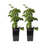 PLANT IN A BOX Framboisier du Japon - Lot de 2 - Rubus phoenicolasius - Hauteur 50-60cm - ø15cm