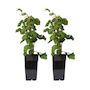 Voir la diapositive 1 : PLANT IN A BOX Framboisier du Japon - Lot de 2 - Rubus phoenicolasius - Hauteur 50-60cm - ø15cm