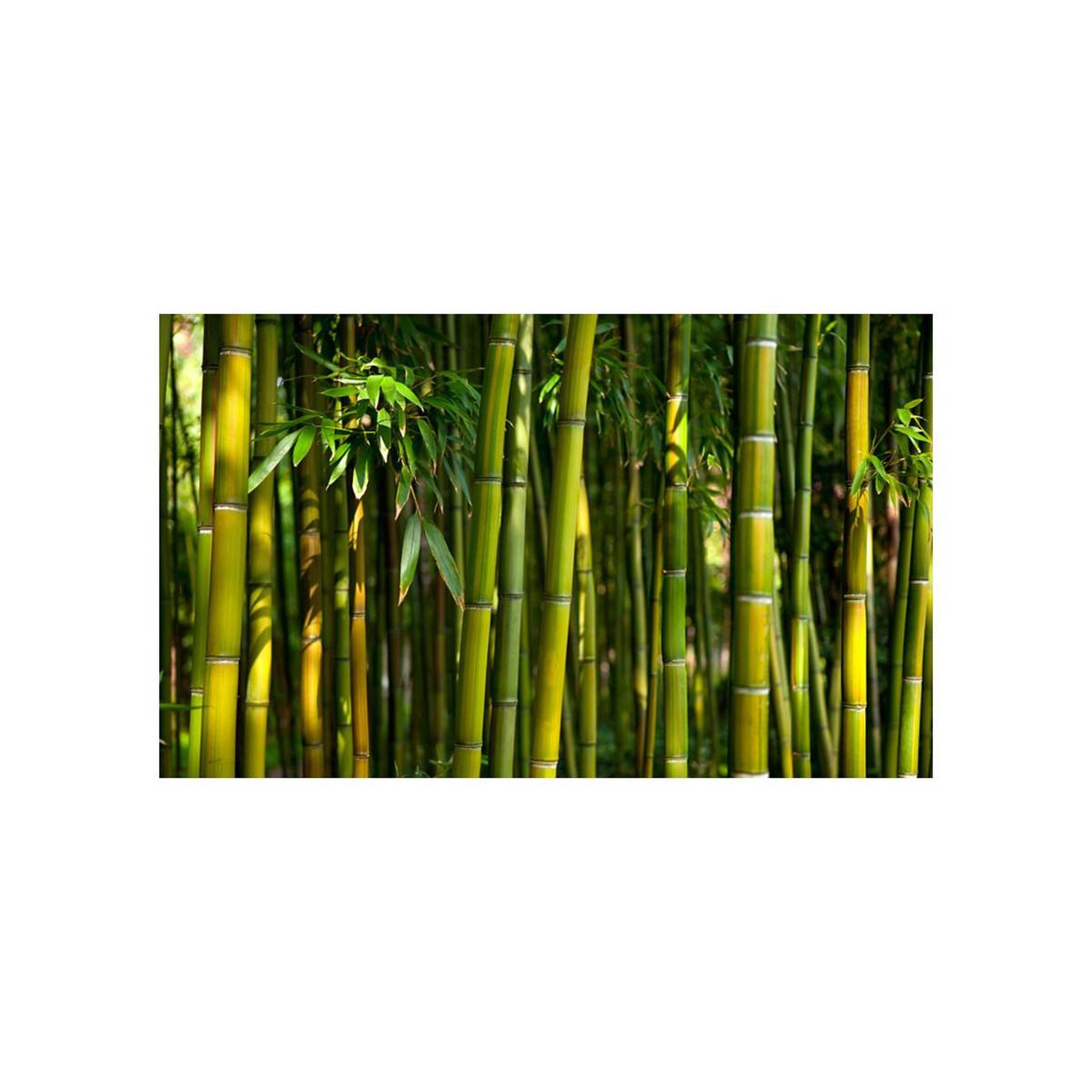 Voir la diapositive 2 : Paris Prix Papier peint  forêt de bambous asiatique ii  450x270cm
