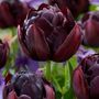 Voir la diapositive 3 : PLANT IN A BOX Tulipe - Set de 15 - Tulipa 'Black Hero' - Bulbes à fleurs