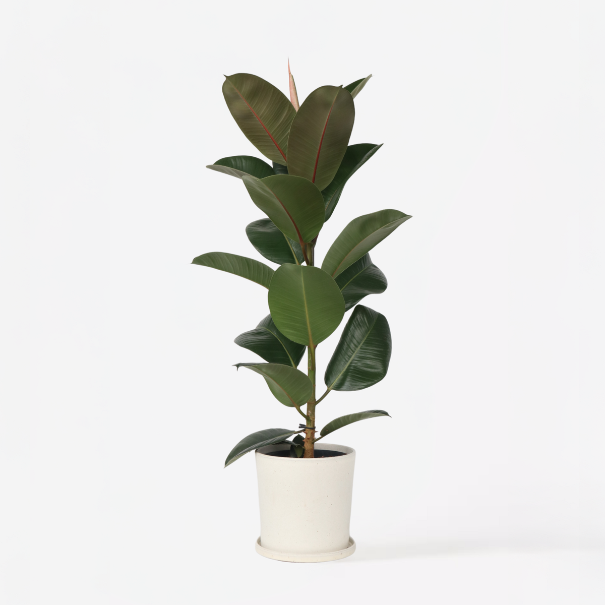 PLANT IN A BOX Caoutchouc - Ficus Elastica 'Robusta' - Hauteur 75-100cm - ⌀24cm