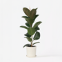 Voir la diapositive 6 : PLANT IN A BOX Caoutchouc - Ficus Elastica 'Robusta' - Hauteur 75-100cm - ⌀24cm
