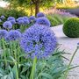 Voir la diapositive 4 : PLANT IN A BOX Ail - Set de 80 - Allium 'Caeruleum' - Bulbes à fleurs - Bleu