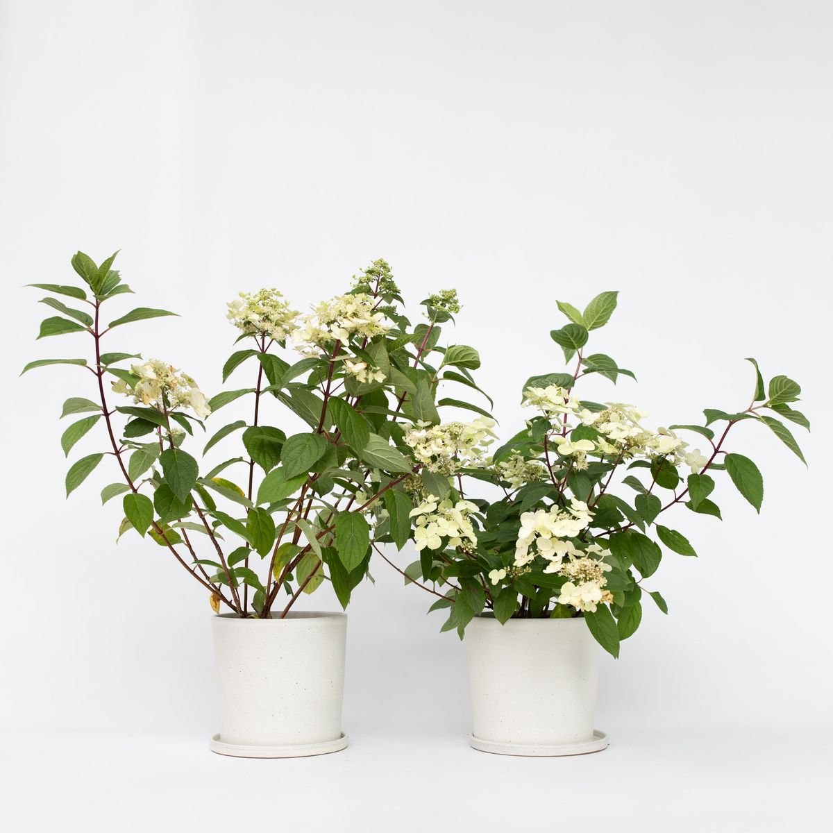PLANT IN A BOX Hortensia - Set de 2 - Hydrangea paniculata 'Wim's Red' - H25-40cm - ⌀19cm