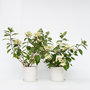 Voir la diapositive 5 : PLANT IN A BOX Hortensia - Set de 2 - Hydrangea paniculata 'Wim's Red' - H25-40cm - ⌀19cm