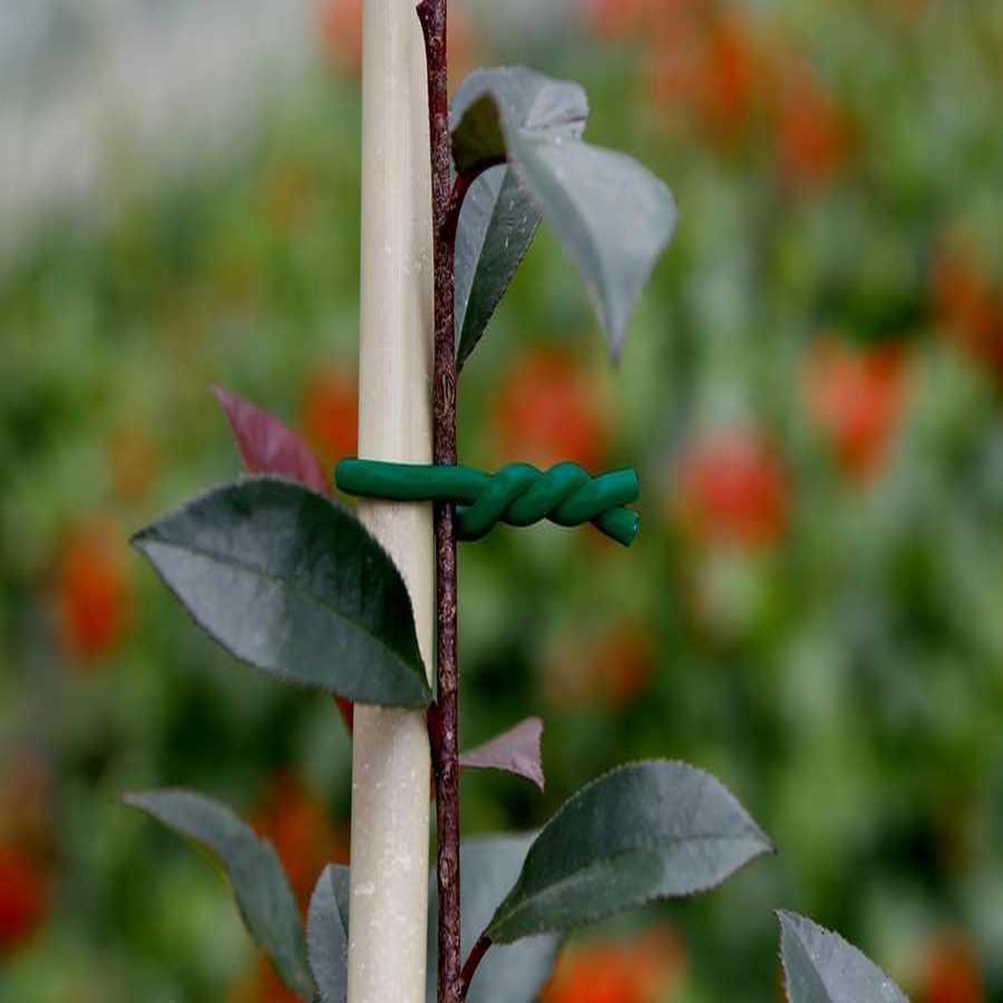 Nortene Lien mousse BIFLEX pour plantes fragiles - ø 5 mm