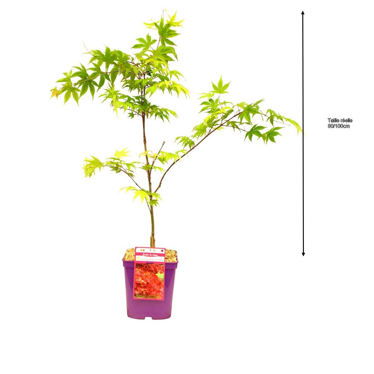 Erable du Japon Ozakazuki