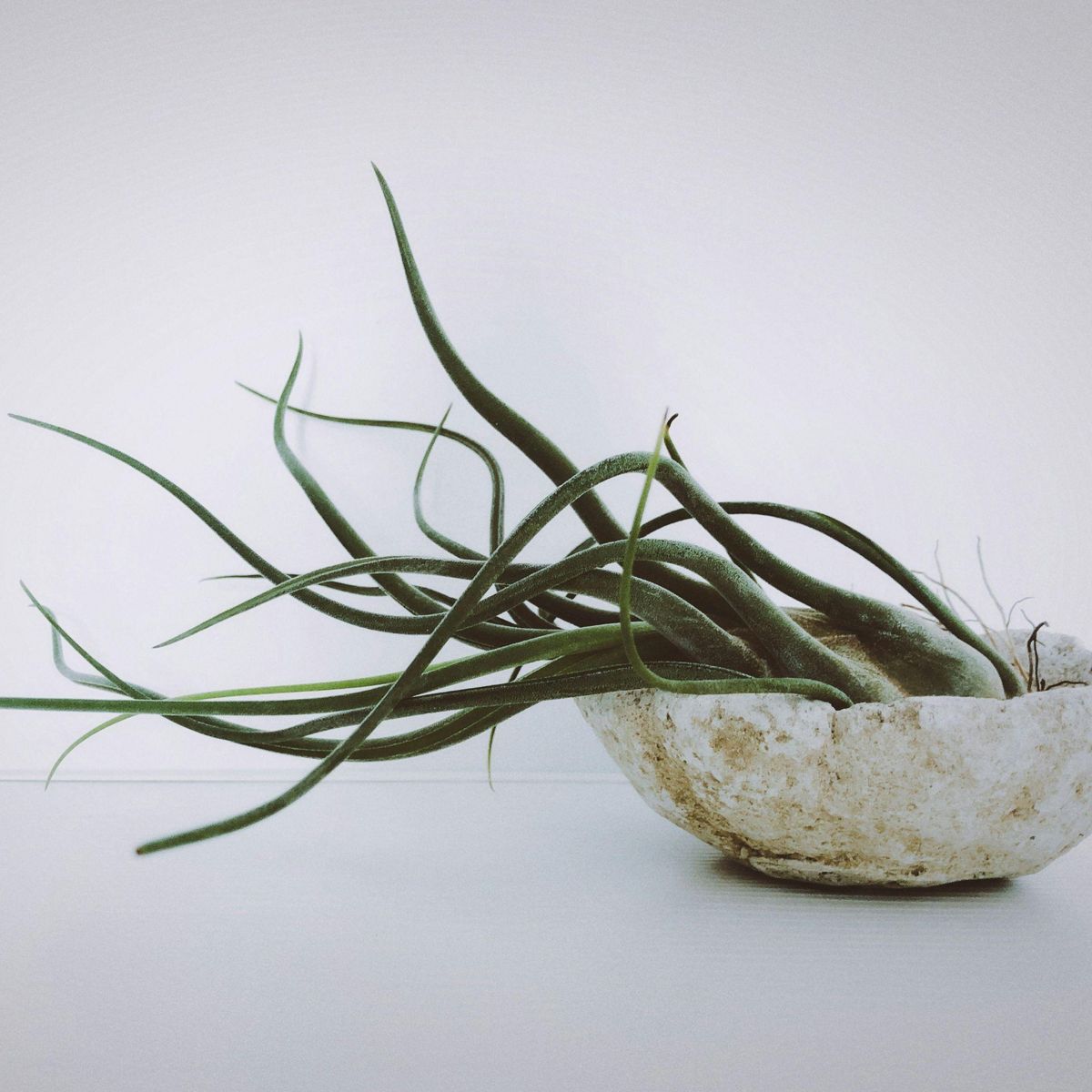 PLANT IN A BOX Plante aérienne - Set de 24 - Tillandsia - Hauteur 5-15cm - ⌀5cm