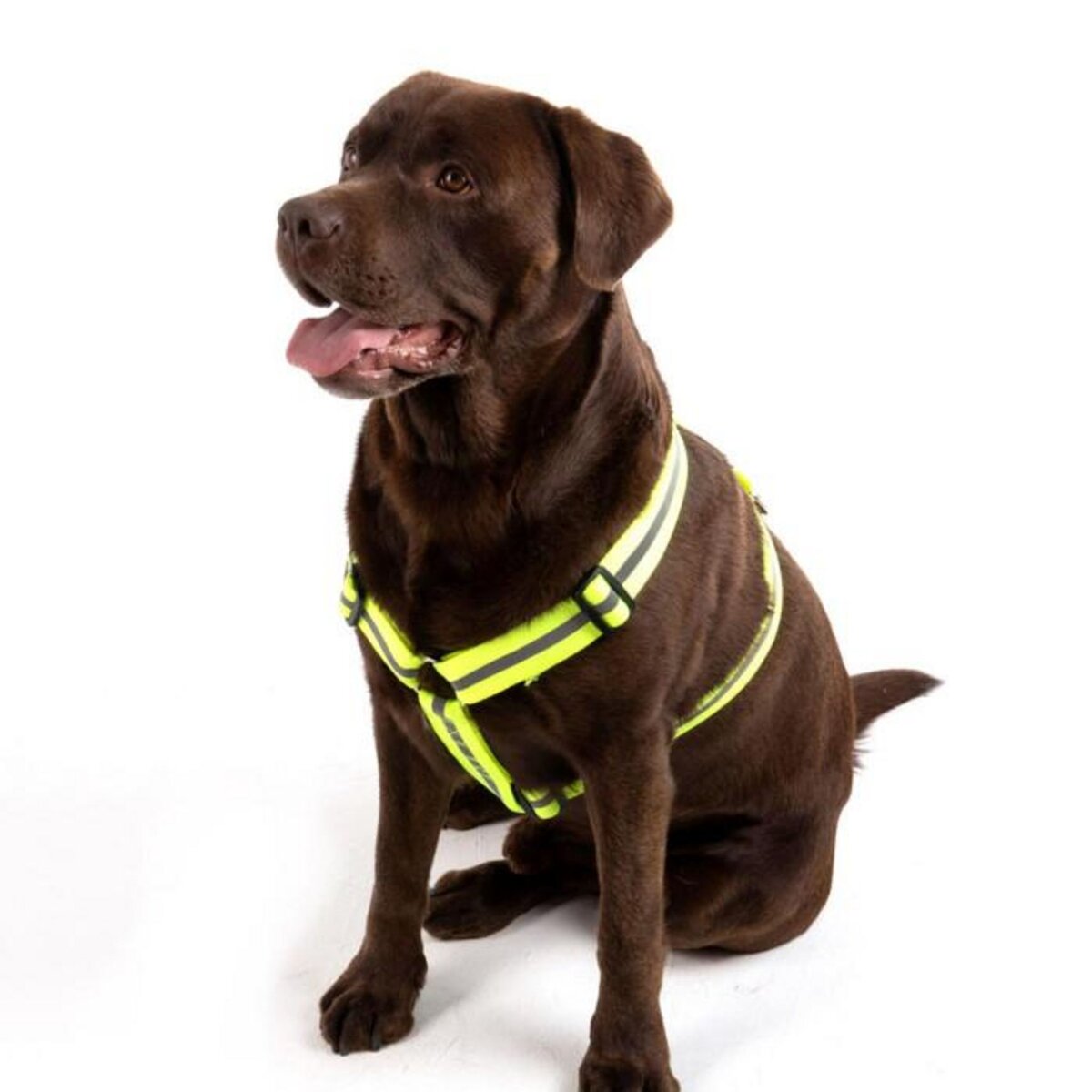 Paris Prix Harnais Réglable Réfléchissant  Essentiel  35-50cm Jaune