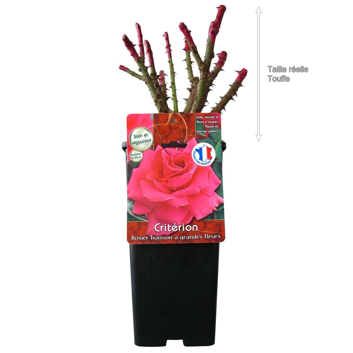 Rosier buisson Critérion