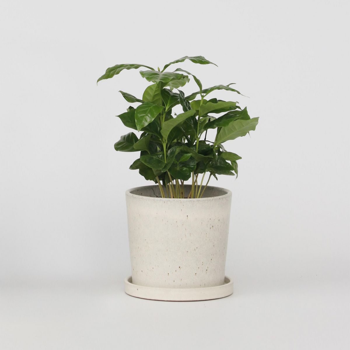 PLANT IN A BOX Caféier - Coffea arabica - Hauteur 25-40cm - ⌀12cm