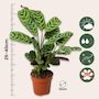 Voir la diapositive 2 : PLANT IN A BOX Plante Dormeuse - Set de 4 - Ctenanthe 'burle-marxii' - Hauteur 25-40cm - ⌀12cm