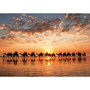 Voir la diapositive 2 : EDUCA Puzzle 1000 pcs Golden sunset on Cable Beach Australie