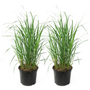 Voir la diapositive 1 : PLANT IN A BOX Calamagrostide - Set de 2 - Calamagrostis 'Karl Foerster' - H40-60cm - ⌀23cm