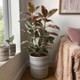 Voir la diapositive 5 : PLANT IN A BOX Caoutchouc - Ficus Elastica 'Belize' - Hauteur 75-100cm - ⌀24cm