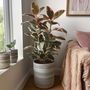 Voir la diapositive 5 : PLANT IN A BOX Caoutchouc - Ficus Elastica 'Belize' - Hauteur 75-100cm - ⌀24cm