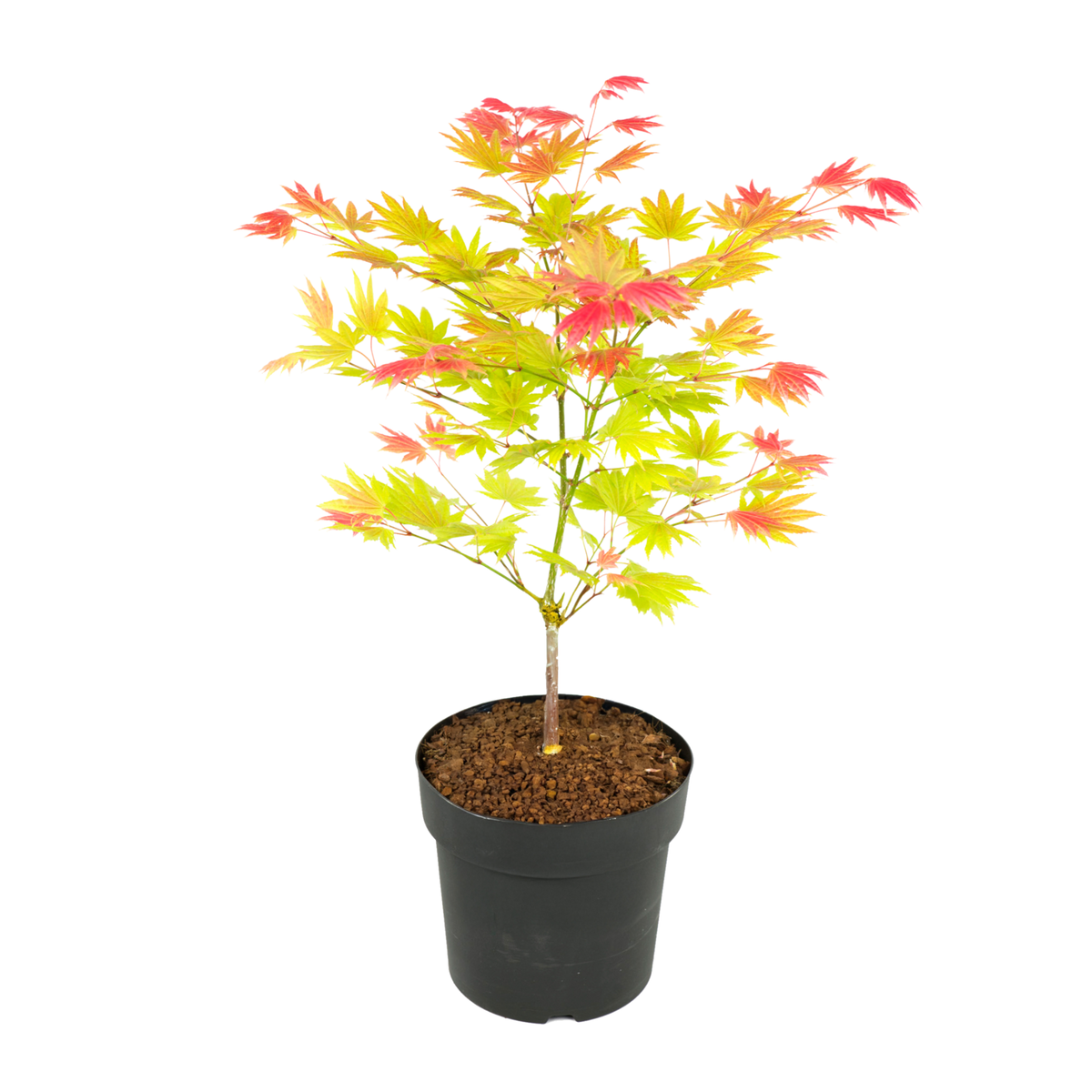PLANT IN A BOX Érable du Japon - Acer palmatum 'Moonrise' - Hauteur 40-50cm - ⌀19cm