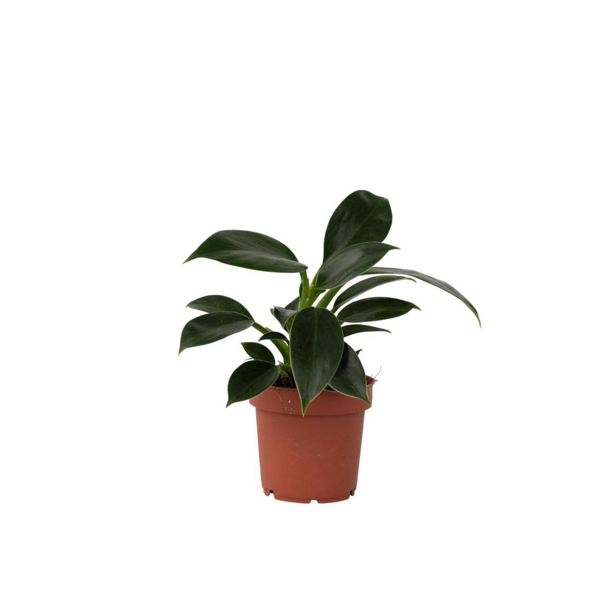 PLANT IN A BOX Plante verte - Philodendron 'Green Princess' - Hauteur 20-30cm - ⌀12cm