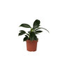 Voir la diapositive 1 : PLANT IN A BOX Plante verte - Philodendron 'Green Princess' - Hauteur 20-30cm - ⌀12cm