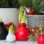 Voir la diapositive 5 : PLANT IN A BOX Amaryllis - Hippeastrum 'Wax Mix Red White' - Bulbe de fleur - Rouge