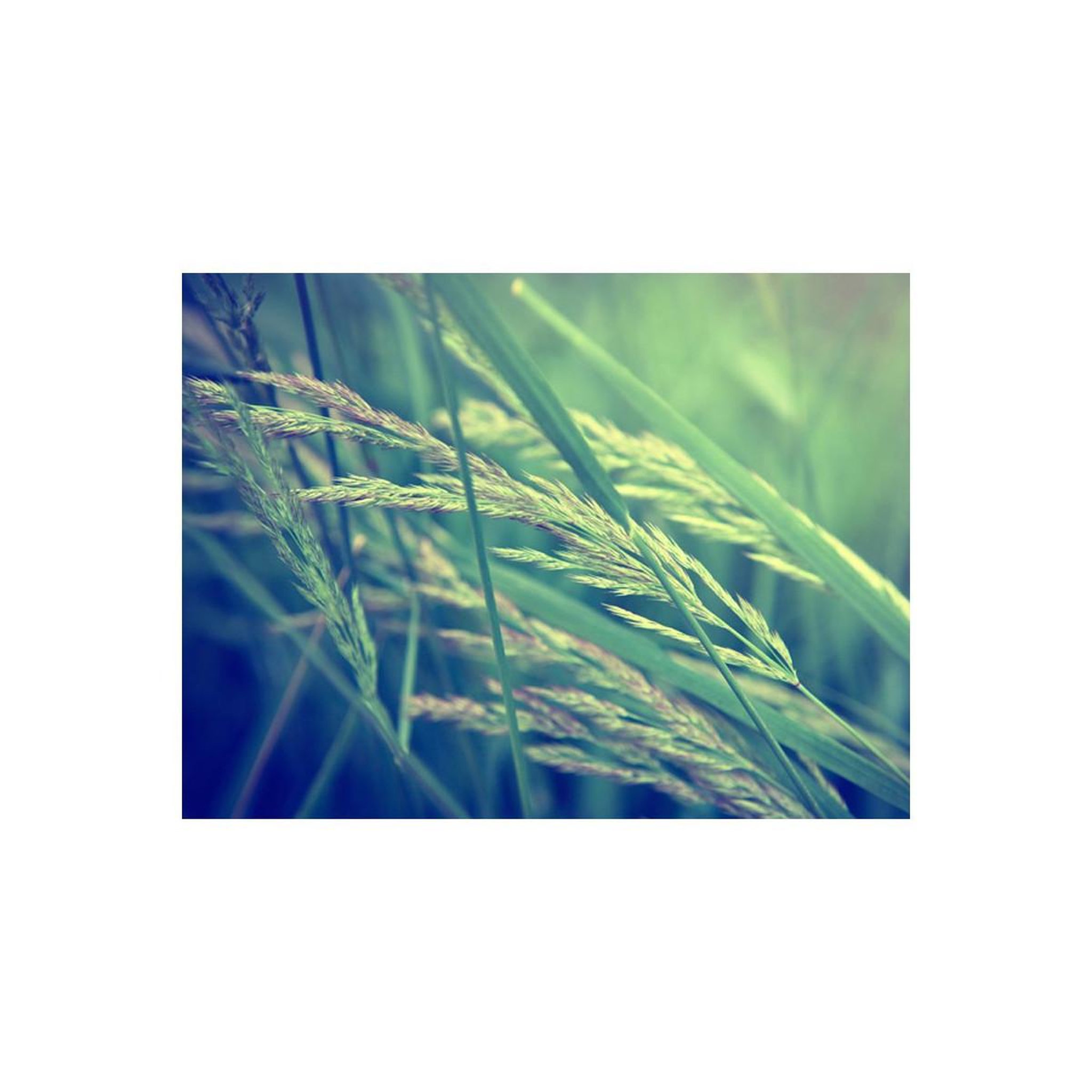 Voir la diapositive 2 : Paris Prix Papier peint  cereal field
