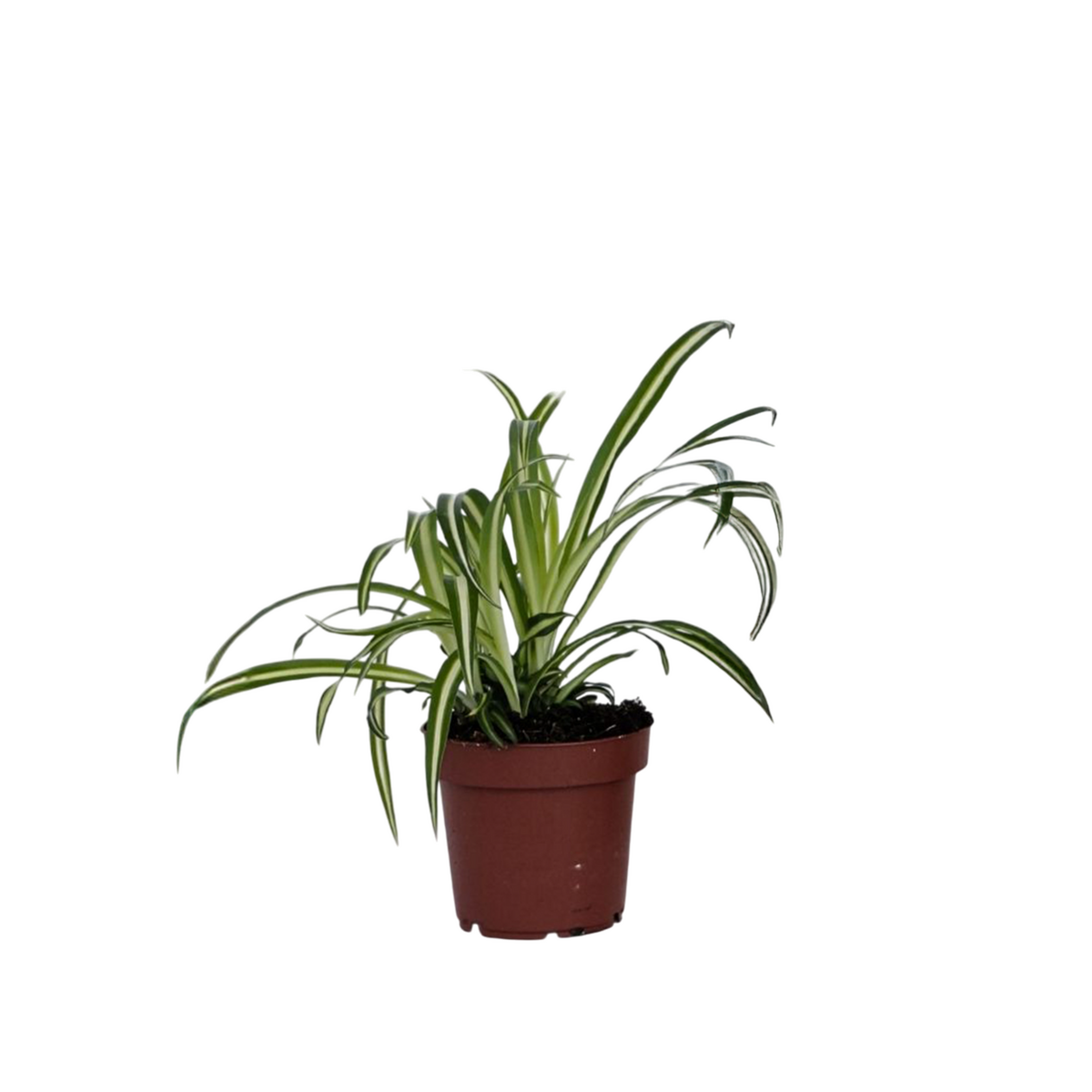 PLANT IN A BOX Plante araignée - Chlorophytum comosum 'Atlantic' - Hauteur 25-40cm - ⌀12cm