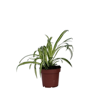 PLANT IN A BOX Plante araignée - Chlorophytum comosum 'Atlantic' - Hauteur 25-40cm - ⌀12cm