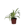 Voir la diapositive 1 : PLANT IN A BOX Plante araignée - Chlorophytum comosum 'Atlantic' - Hauteur 25-40cm - ⌀12cm
