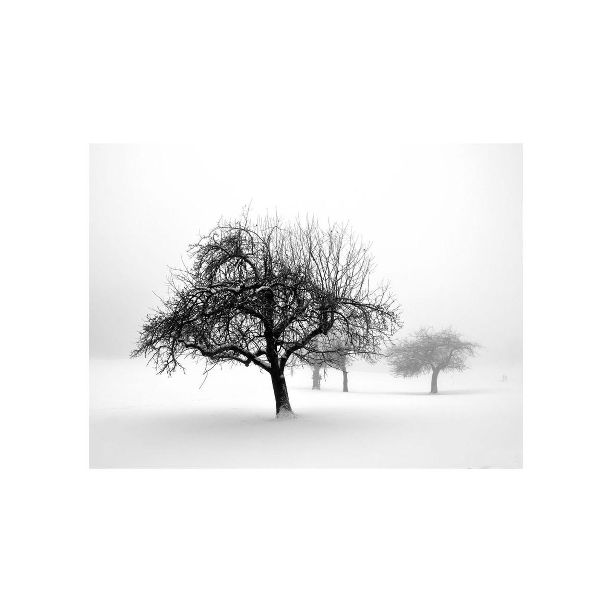 Voir la diapositive 2 : Paris Prix Papier Peint  Hiver Arbres