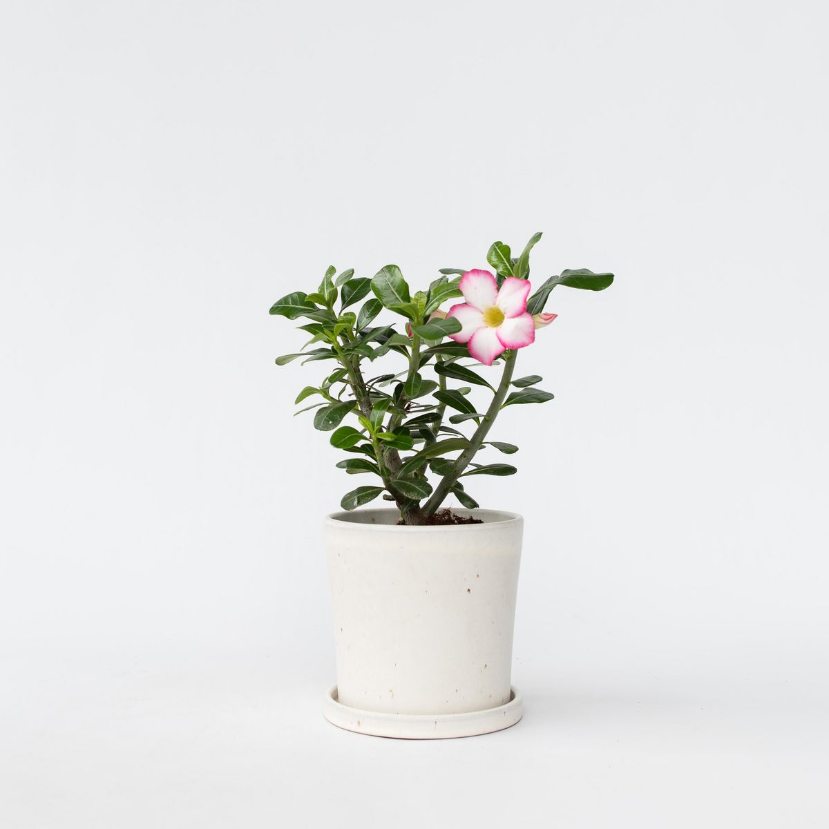 PLANT IN A BOX Rose du désert - Adenium obesum 'Pink Star' - Hauteur 30-45cm - ⌀13cm