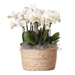 PLANT IN A BOX Orchidée en panier blanc - Phalaenopsis - Hauteur 40–50cm - ⌀28cm