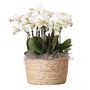 Voir la diapositive 1 : PLANT IN A BOX Orchidée en panier blanc - Phalaenopsis - Hauteur 40–50cm - ⌀28cm