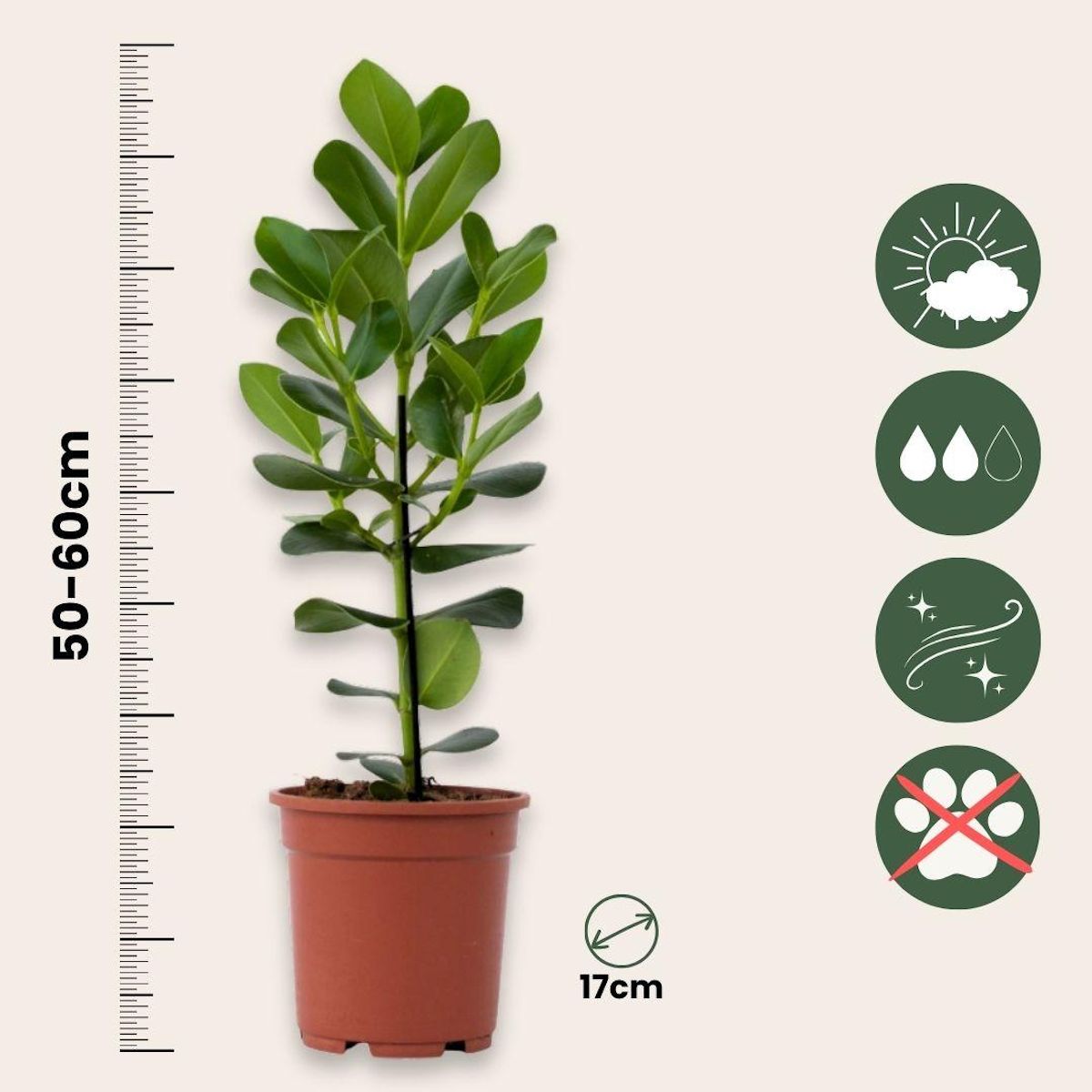 PLANT IN A BOX Pommier baumier - Clusia rosea 'Princess' - Hauteur 50-60cm - ⌀17cm