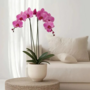 Voir la diapositive 4 : PLANT IN A BOX Orchidée papillon - Phalaenopsis - Hauteur 50-60cm - ⌀12cm
