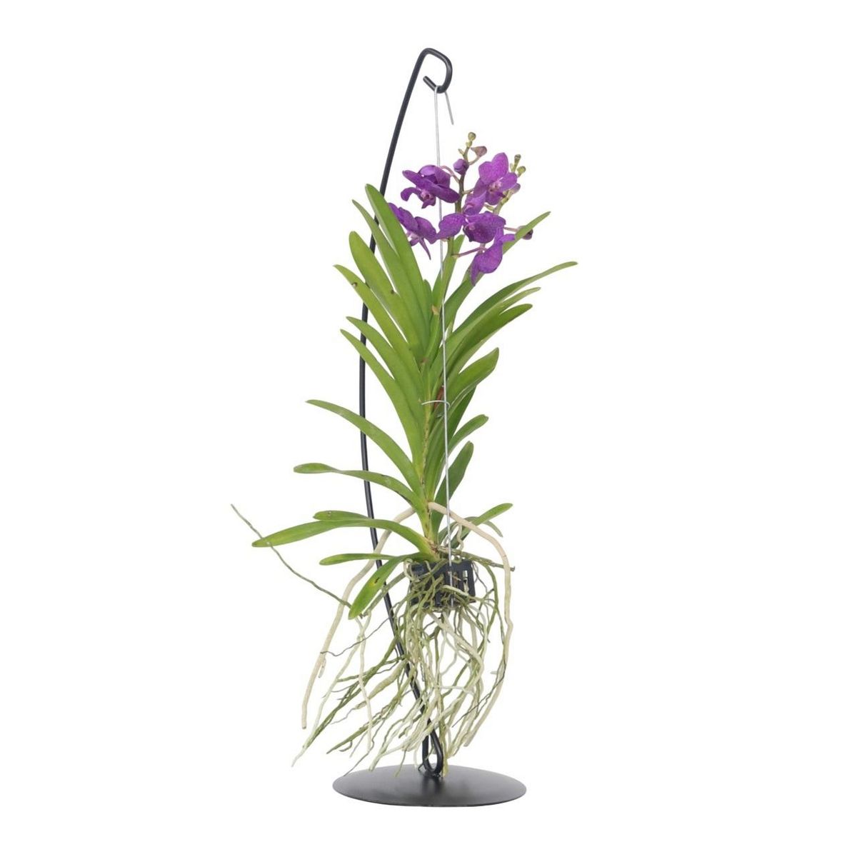 PLANT IN A BOX Orchidée - Vanda 'Blue' - Hauteur 45-55cm