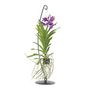 Voir la diapositive 1 : PLANT IN A BOX Orchidée - Vanda 'Blue' - Hauteur 45-55cm