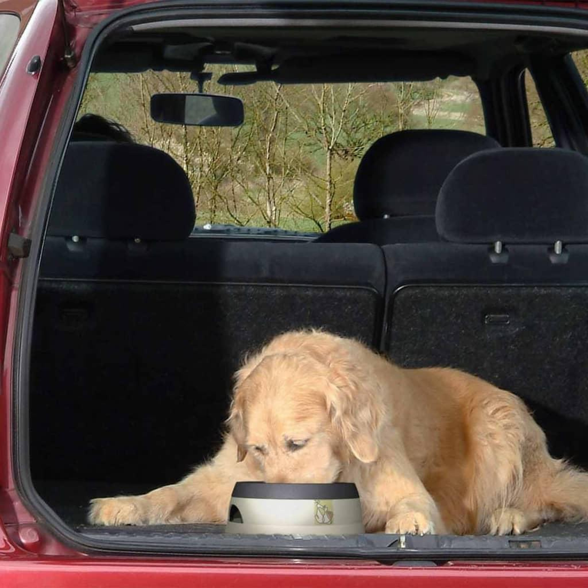 Voir la diapositive 4 : Road Refresher Road Refresher Bol a eau pour animaux de compagnie S Gris SGRR