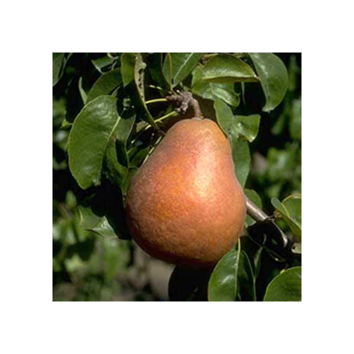 Poirier palmette U double : Beurré Hardy