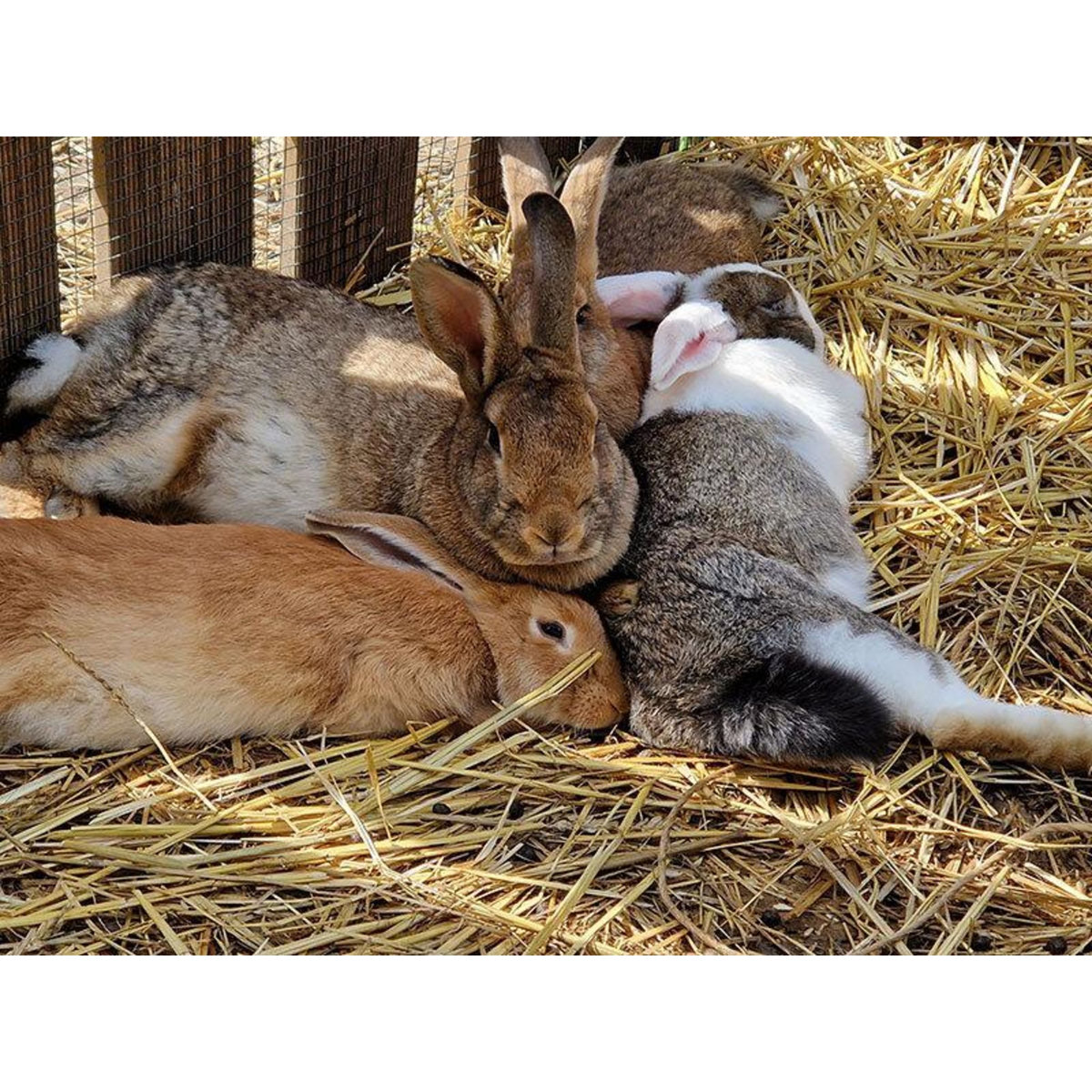 Smartbox 3 jours insolites en tonneau avec accès privatifs au spa près de Strasbourg - Coffret Cadeau Séjour