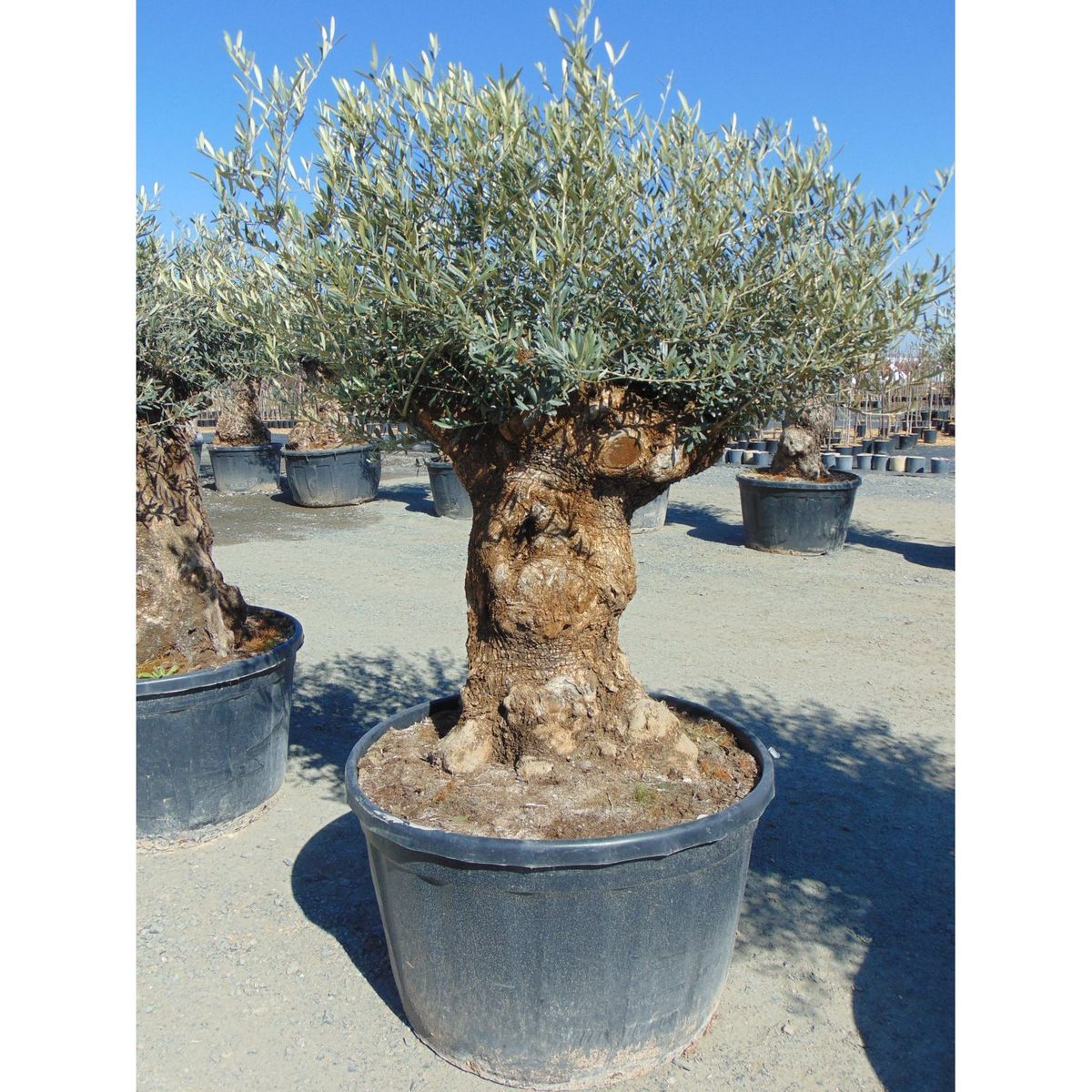 Olivier Pot 230L Haut. 180/200 Circon. Tronc 125/150cm