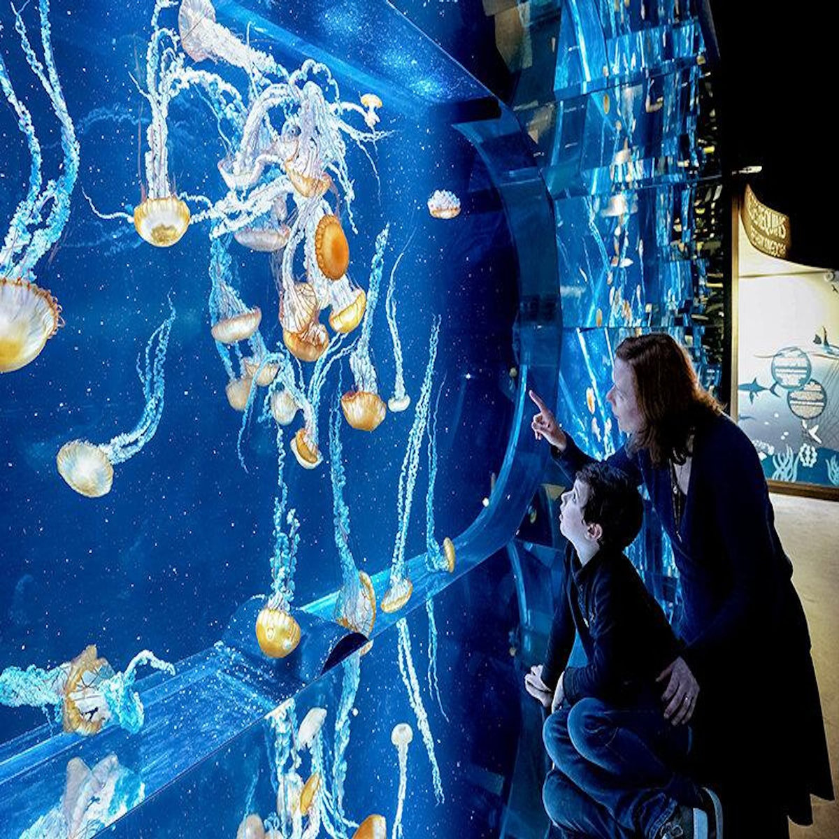 Smartbox Sortie en famille : entrées pour 2 adultes et 2 enfants à l'aquarium Nausicaá en basse saison - Coffret Cadeau Sport & Aventure