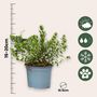 Voir la diapositive 2 : PLANT IN A BOX Buisson de Véronique - Set de 6 - Hebe pinguifolia - Hauteur 15-20cm - ⌀10,5cm