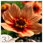 PLANT IN A BOX Dahlias - Set de 3 - Dahlia 'Happy Single' - Bulbes à fleurs - Orange