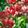 Voir la diapositive 4 : PLANT IN A BOX Tulipe - Set de 14 - Tulipa 'Estella Rijnveld' - Bulbes à fleurs - Rouge