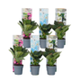 Voir la diapositive 1 : PLANT IN A BOX Hortensia - Set de 6 - Hydrangea macrophylla - Hauteur 25-40cm - ⌀9cm