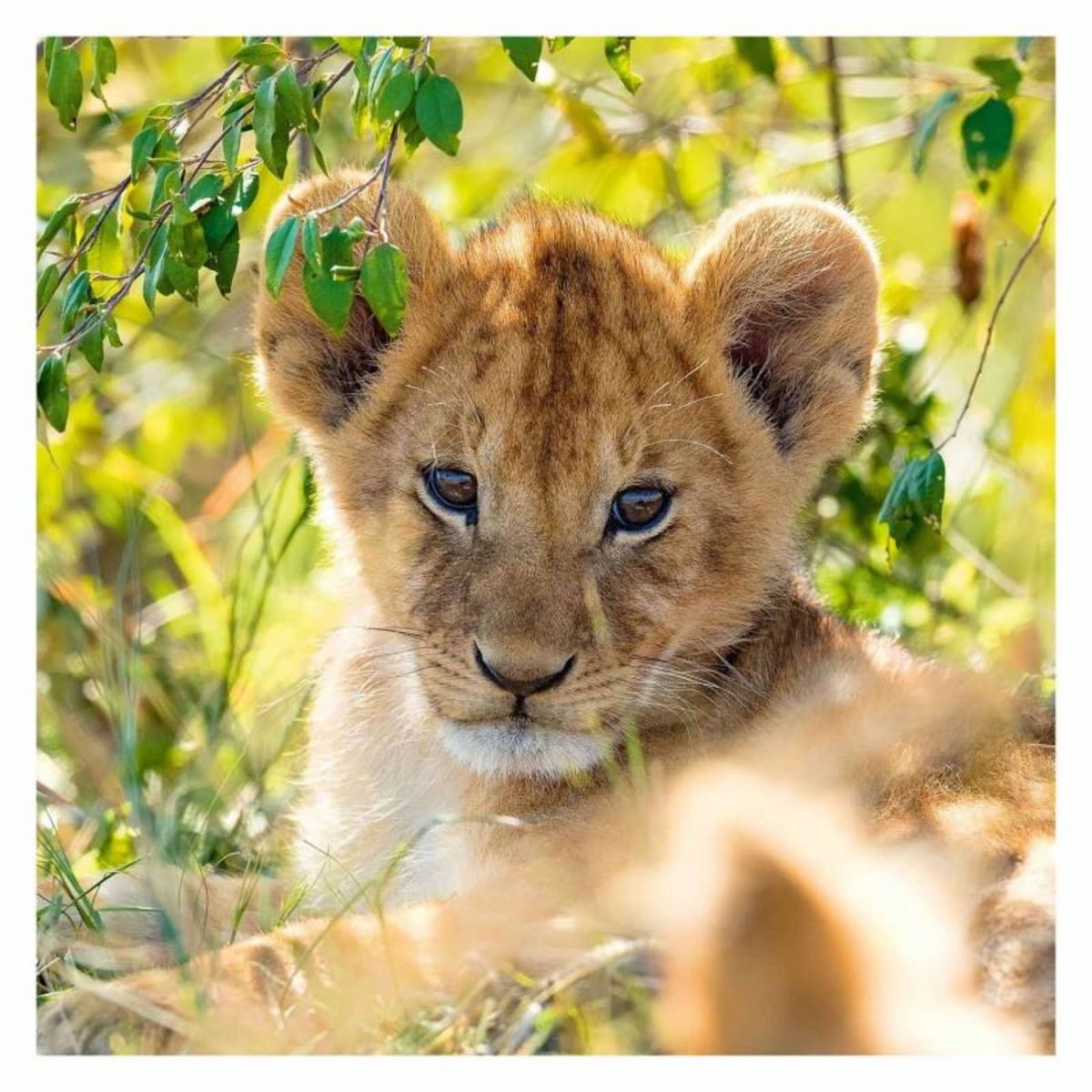 RAVENSBURGER Ravensburger Puzzle Panda, Tiger and Lion, 3x49st. 56668